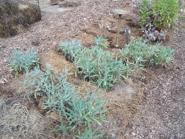 New Herb - Row 5, sage crop September 2019.jpg