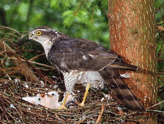 Sparrowhawk1.jpg