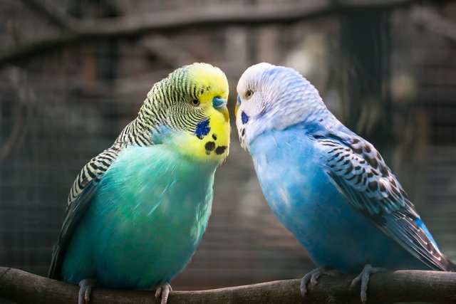 budgie-4544624_1280.jpg