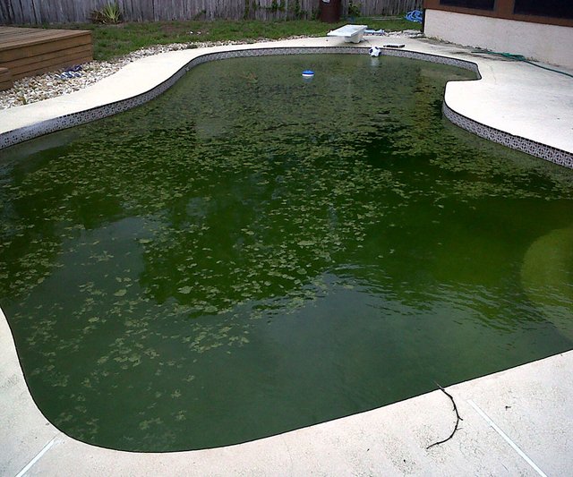 green-pool-water-1.jpg