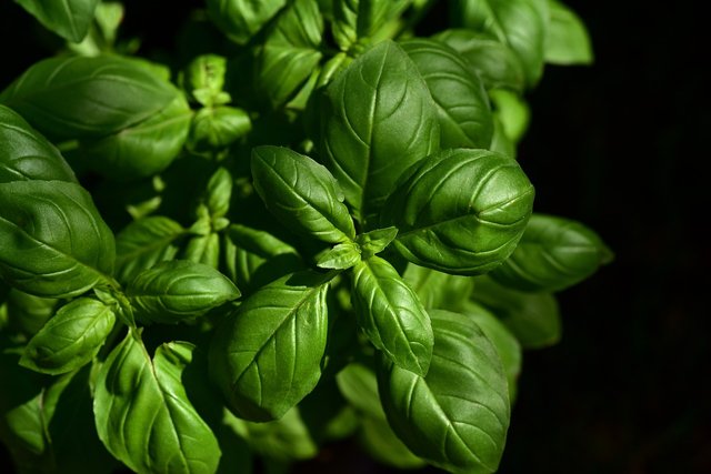 basil leaves.jpg