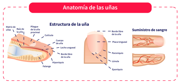 anatomia-de-las-unas-600x283.png