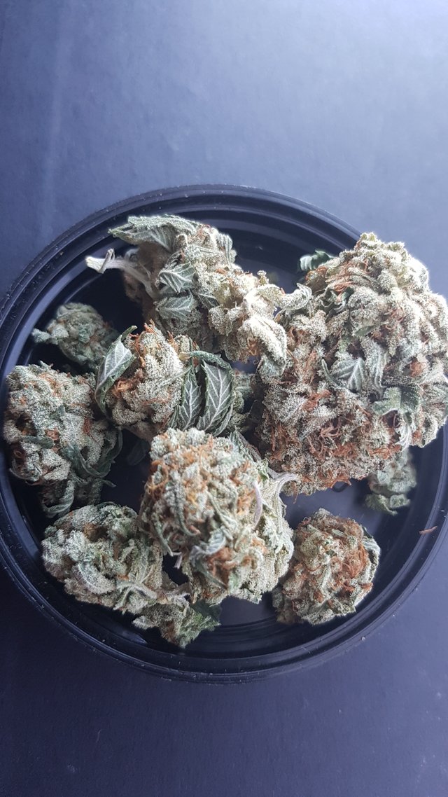 Sugar Green Skunk Champagne Kush Supplier from Colorado Springs, United  States