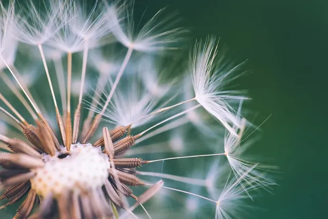 dandelion-7529879_960_720.webp