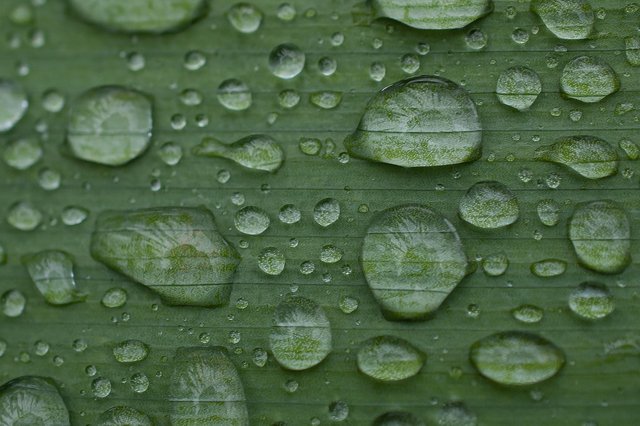leaf-7225683_1280.jpg