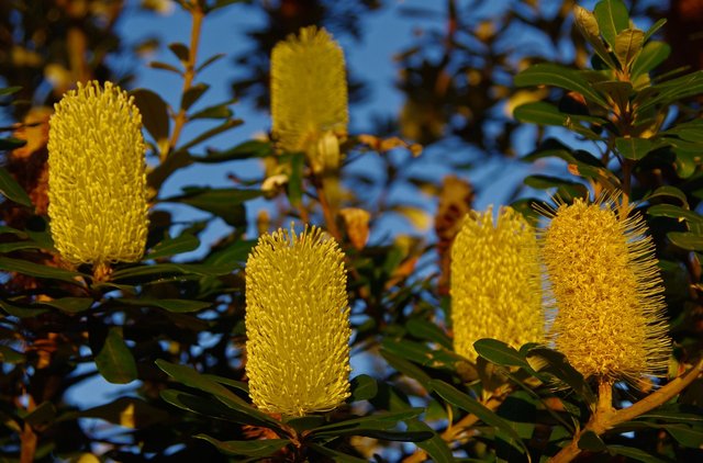 coastal-banksia-426236_1280.jpg