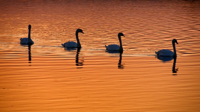 sunset swans Dryslwyn Castle- by steve j huggett (5).jpg