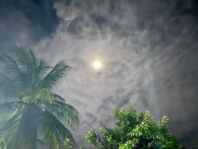 IMG_2291.jpeg