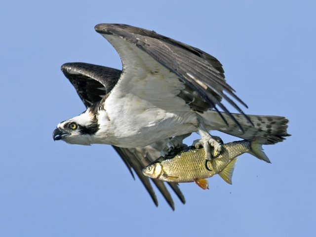a seahawk