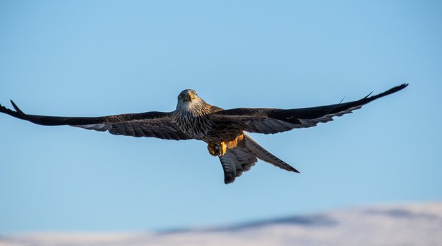 Red Kites in Llandeusant - by steve j huggett (4).jpg