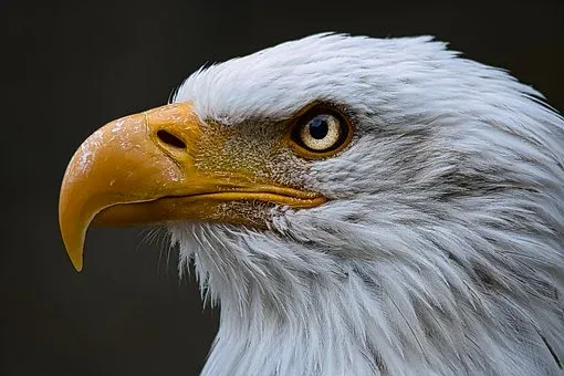 bald-eagle-6481346__340.webp