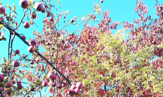 autumn-apples-crop-smaller.jpg