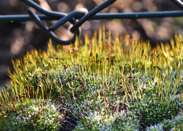 moss ice macro 2.jpg