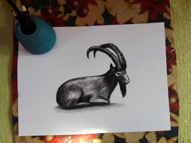 goat(13).jpg