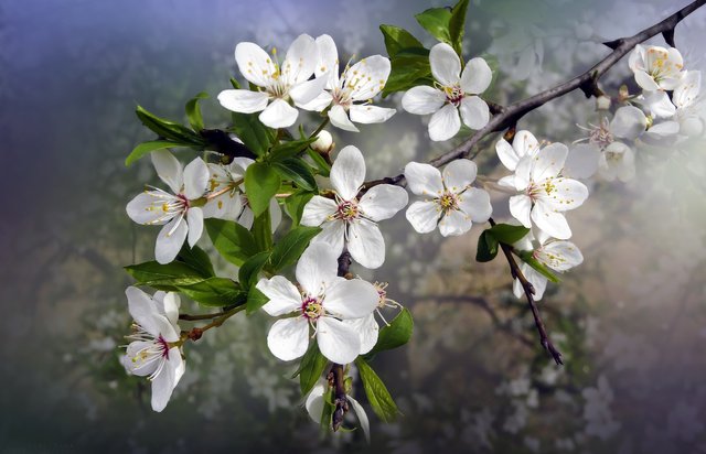 flower-4922518_1920.jpg