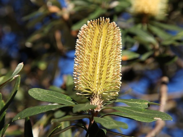 banksia-integ-copy.jpg