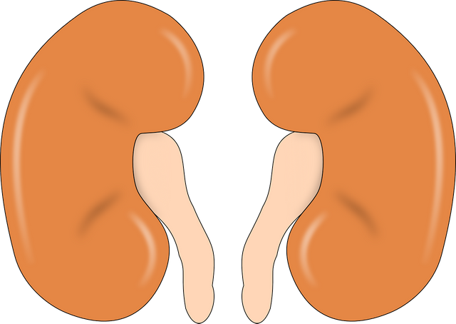 kidney-147499_1280.png