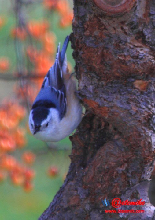 White-breasted Nuthatch PFW007.jpg