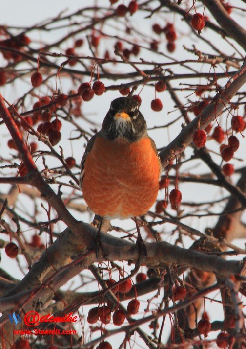 American Robin PFW0044.JPG