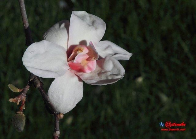 Saucer Magnolia Tree bloom SN_0004.JPG