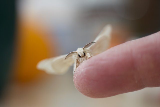 silk-moth-2624170_1280.jpg