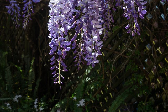 wisteria.1000-2015.jpg