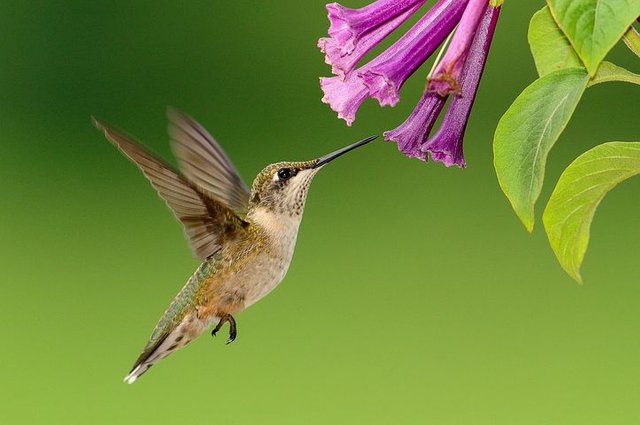 hummingbird-1056383__480.jpg