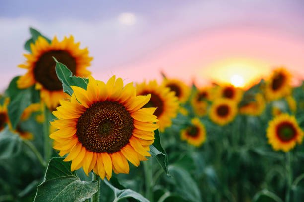 field-of-young-orange-sunflowers.jpg