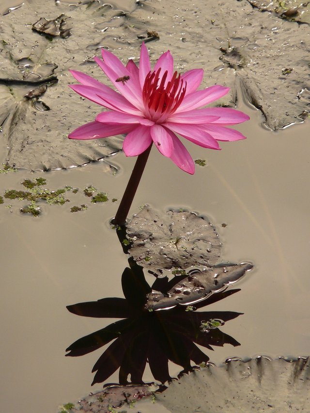 water-lily-4464_1280.jpg