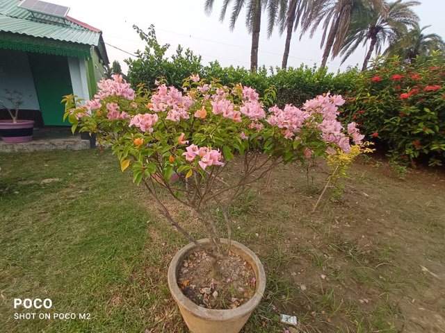 IMG_20250605_180801.jpg