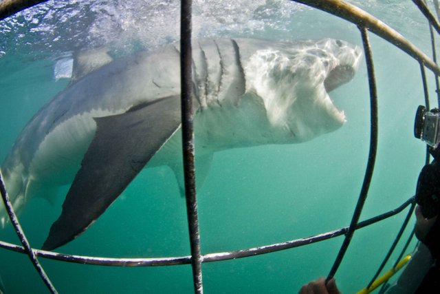 Shark Cage Diving in Gansbaai.jpg