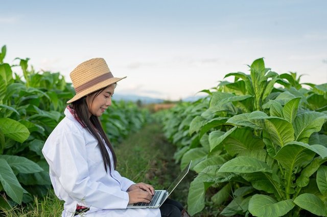 female-researchers-examined-tobacco-leaves_1150-5875 (1).jpg