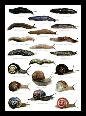 slugs and snails.jpg