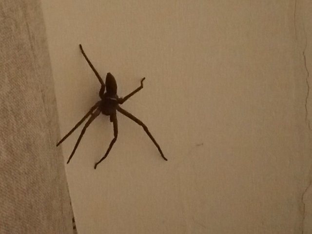 spider 2.JPG