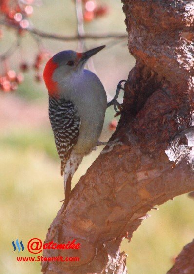 Red-bellied Woodpecker PFW69.jpg