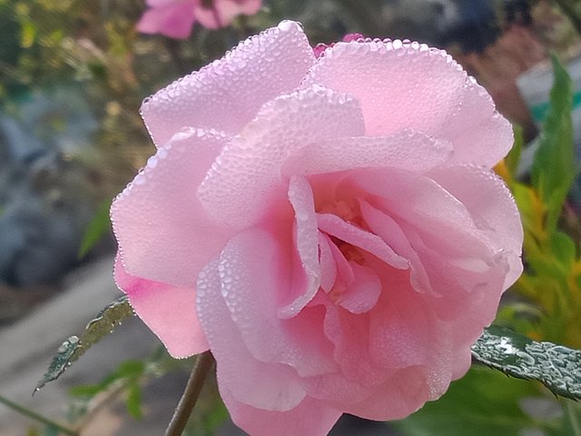 IMG20241223085113.jpg
