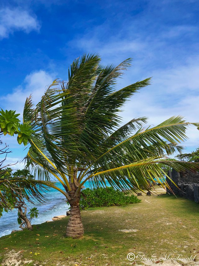 palm in the wind marae anini.jpg