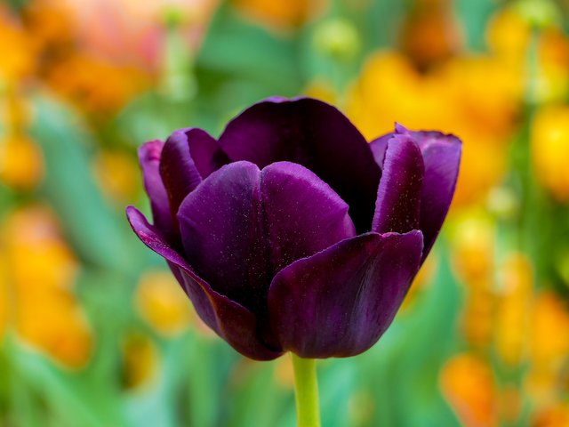 tulip-3360748_1920.jpg