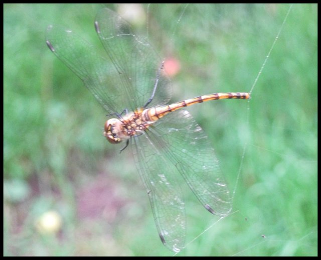 closeup dragonfly caught in web.JPG