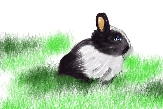rabbit(459).jpg