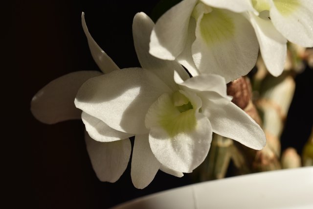 Small, precious thing - Dendrobium 'Pocket Lover' — Steemit