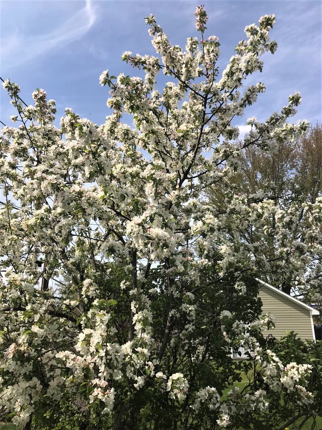 Tree blossoms white2.jpeg