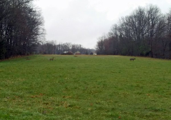 Deer on back 40 crop April 2018.jpg