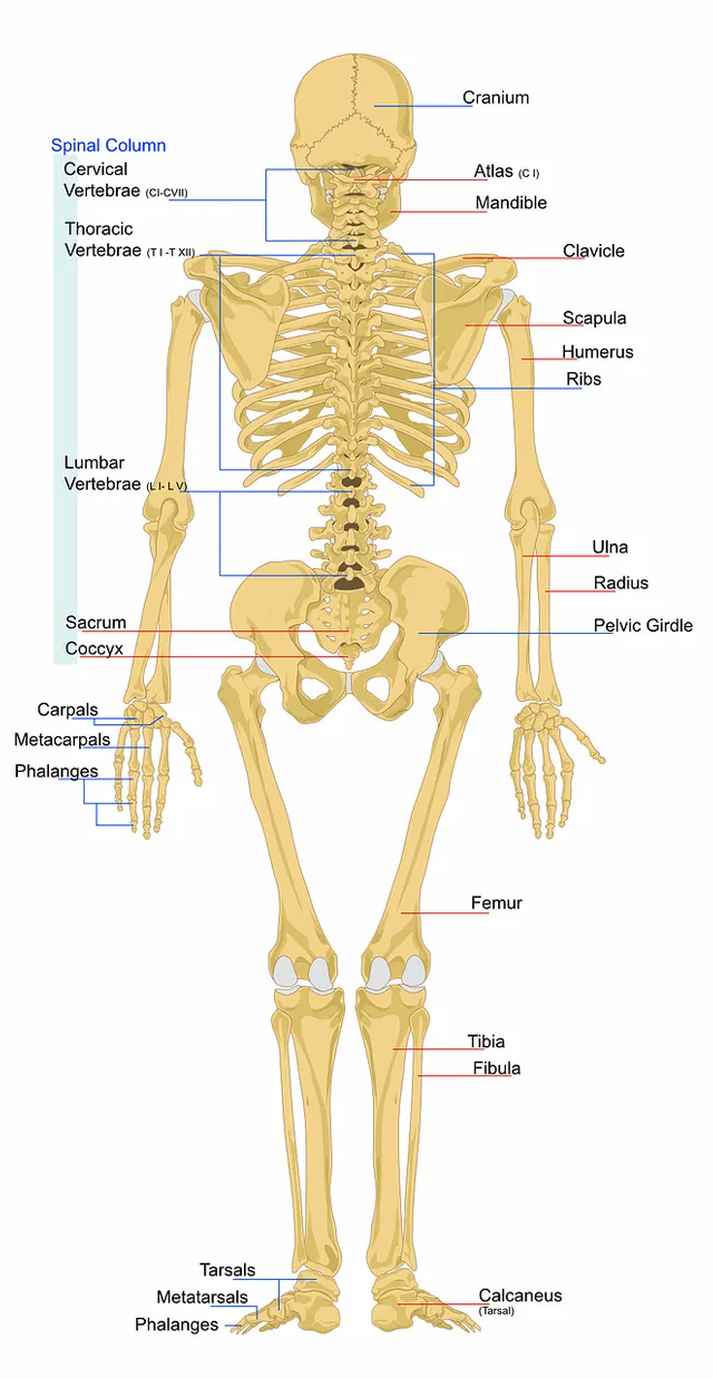 skeleton-41547_1280.webp