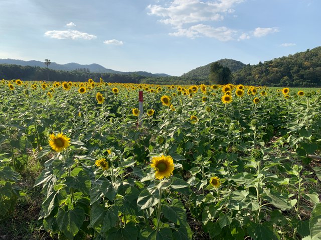 Sunflower fields36.jpg