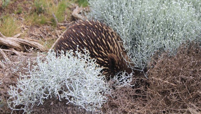 Echidnas-back-IMG_8994.jpg