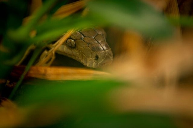 python-snake-hidden-undergrowth-with-only-its-head-showing_1048944-11044013.jpg