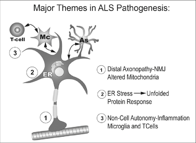 Als pathophys.png