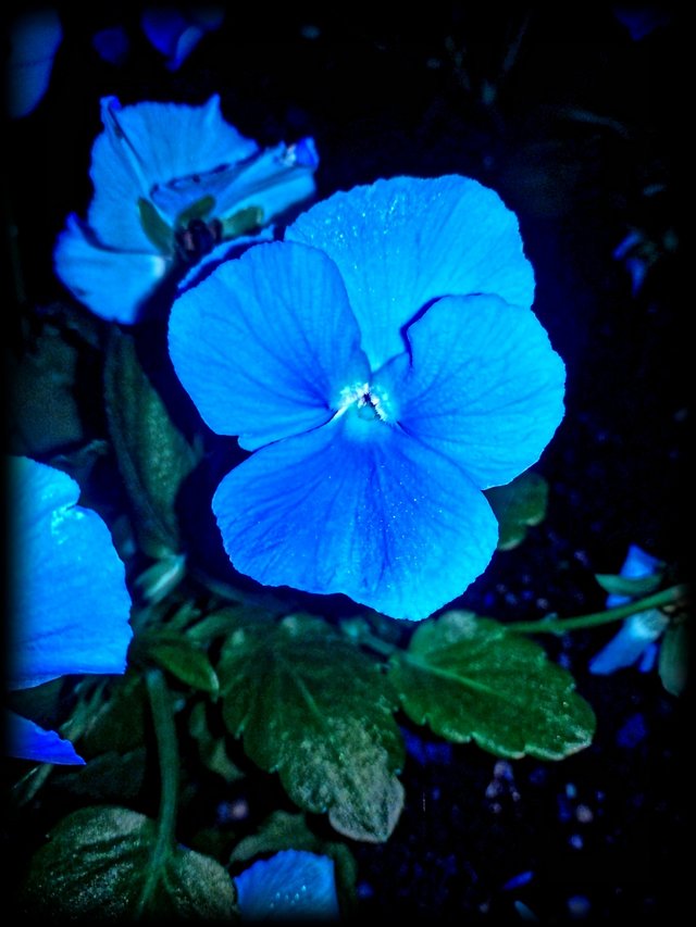 night flower.jpg