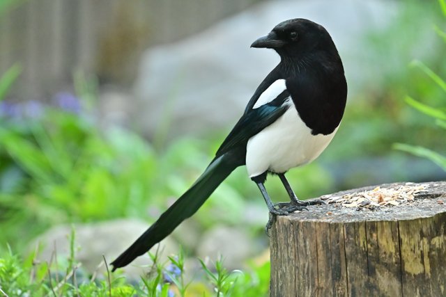 magpie-5130194.jpg